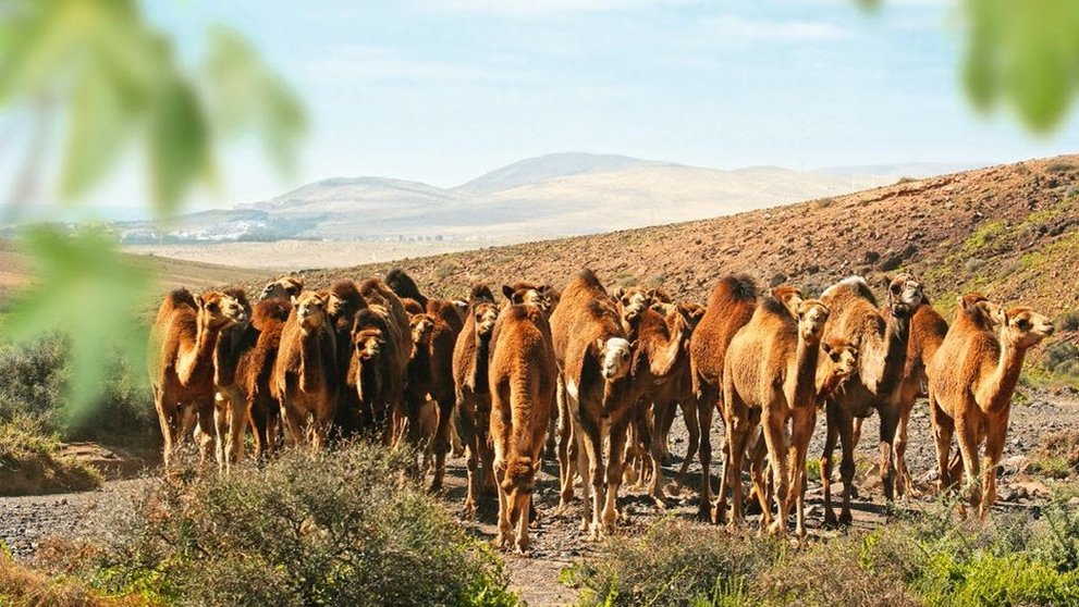 Granja camellar de Oasis Wildlife Fuerteventura.