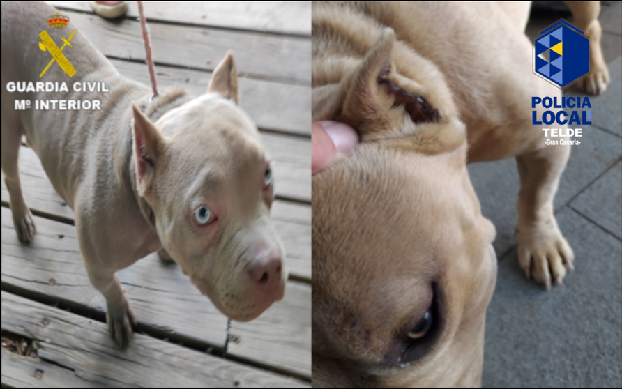 Imágenes de los perros mutilados en San Mateo.