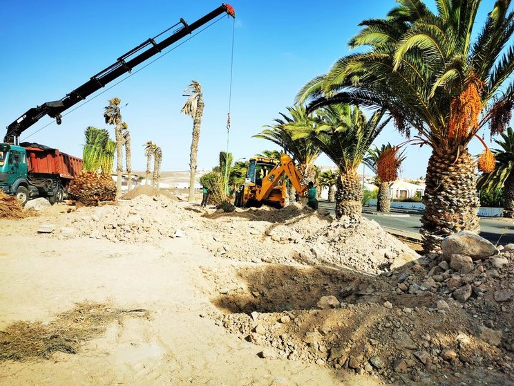 Antigua transplanta 50 palmeras de aceras a zonas abiertas (1)